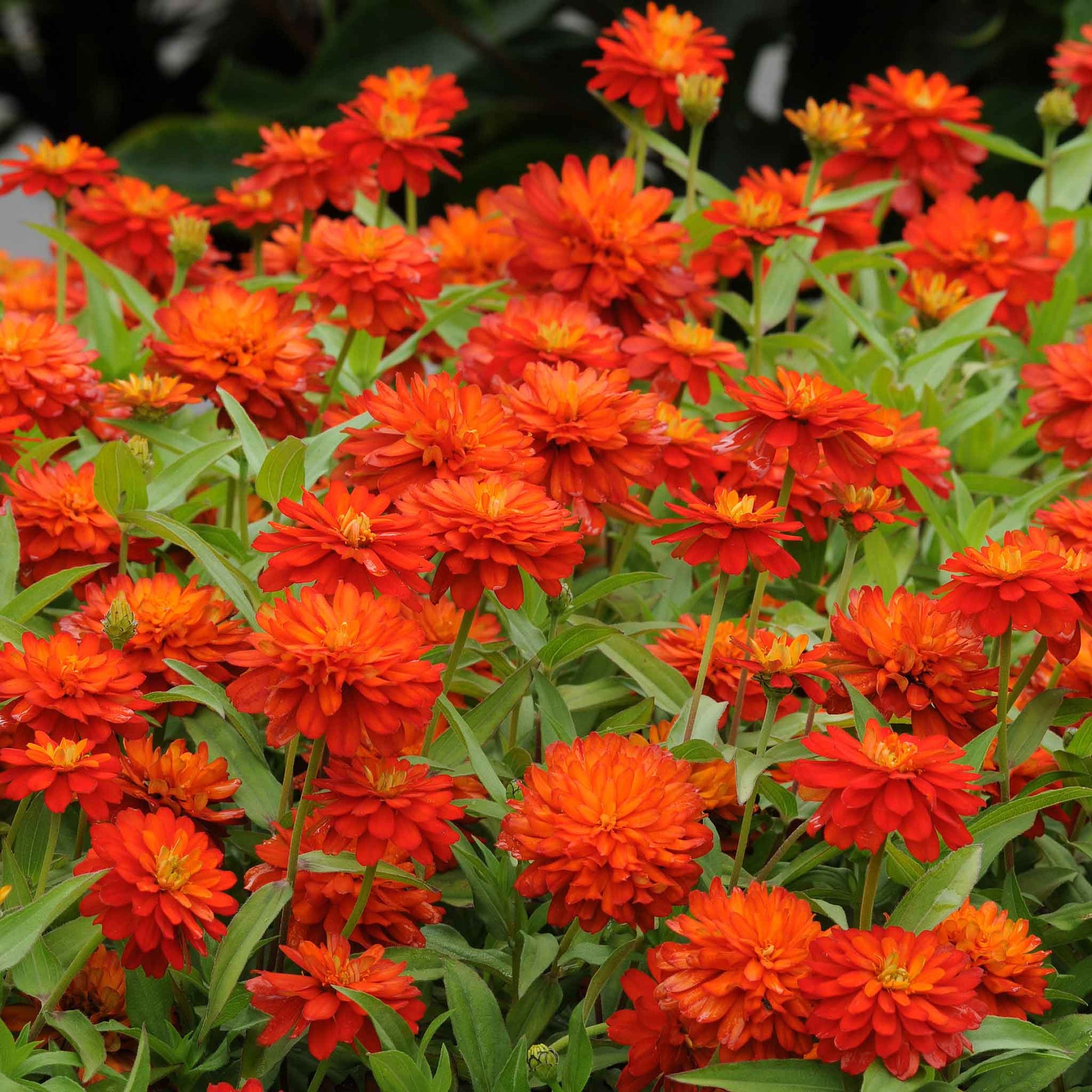 Bright red-orange zinnia zahara fire double blooms on a green garden backdrop