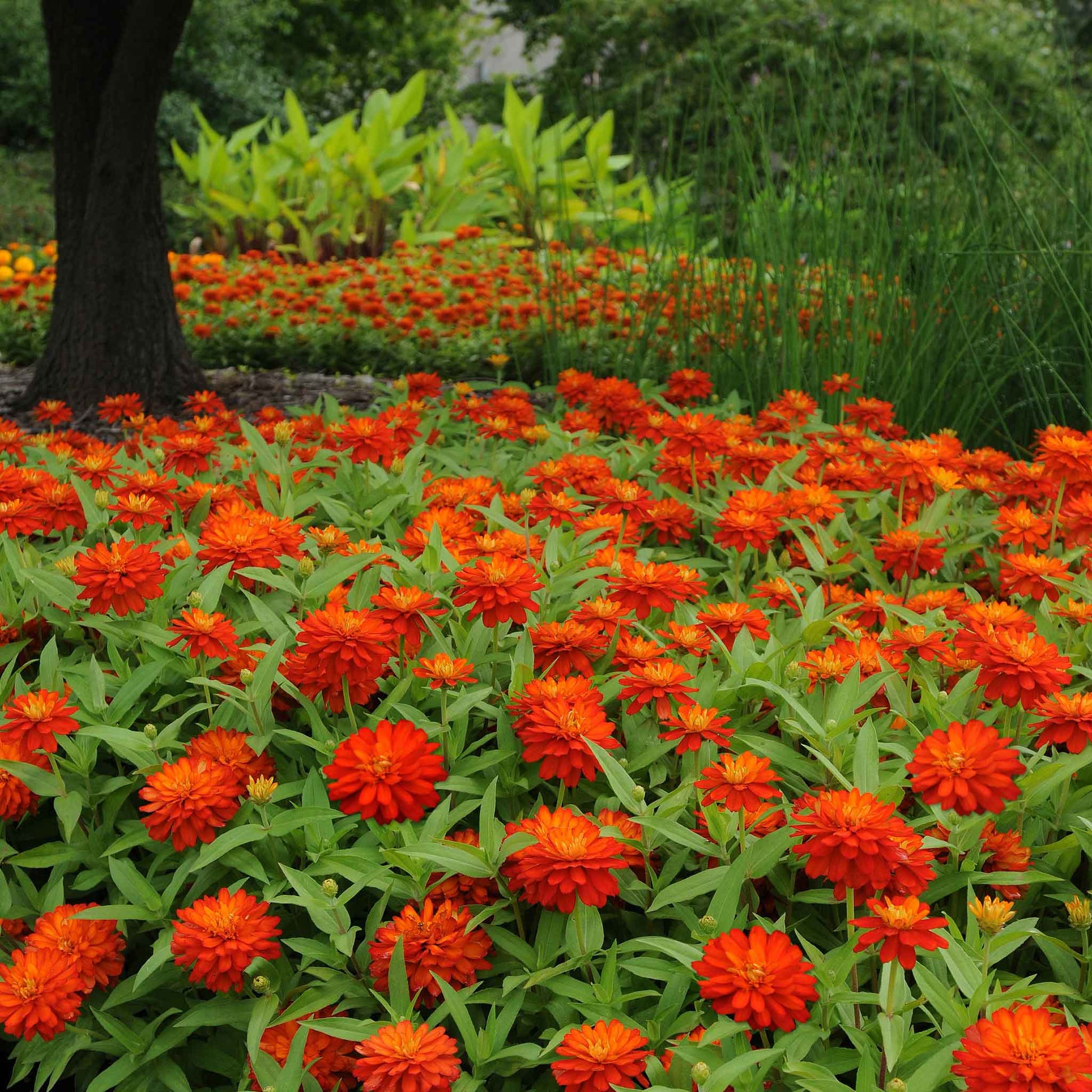Deep reddish-orange zinnia zahara fire double blooms on a natural garden backdrop