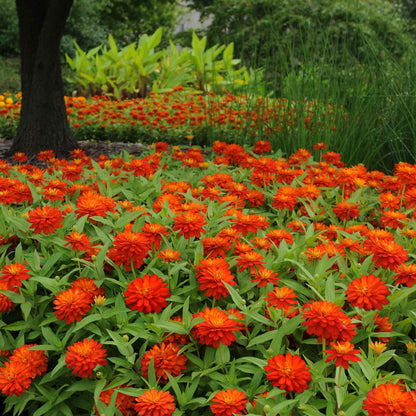 Deep reddish-orange zinnia zahara fire double blooms on a natural garden backdrop