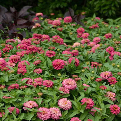 Close-up of double-flowered zinnia zahara salmon in soft pink on a garden backdrop