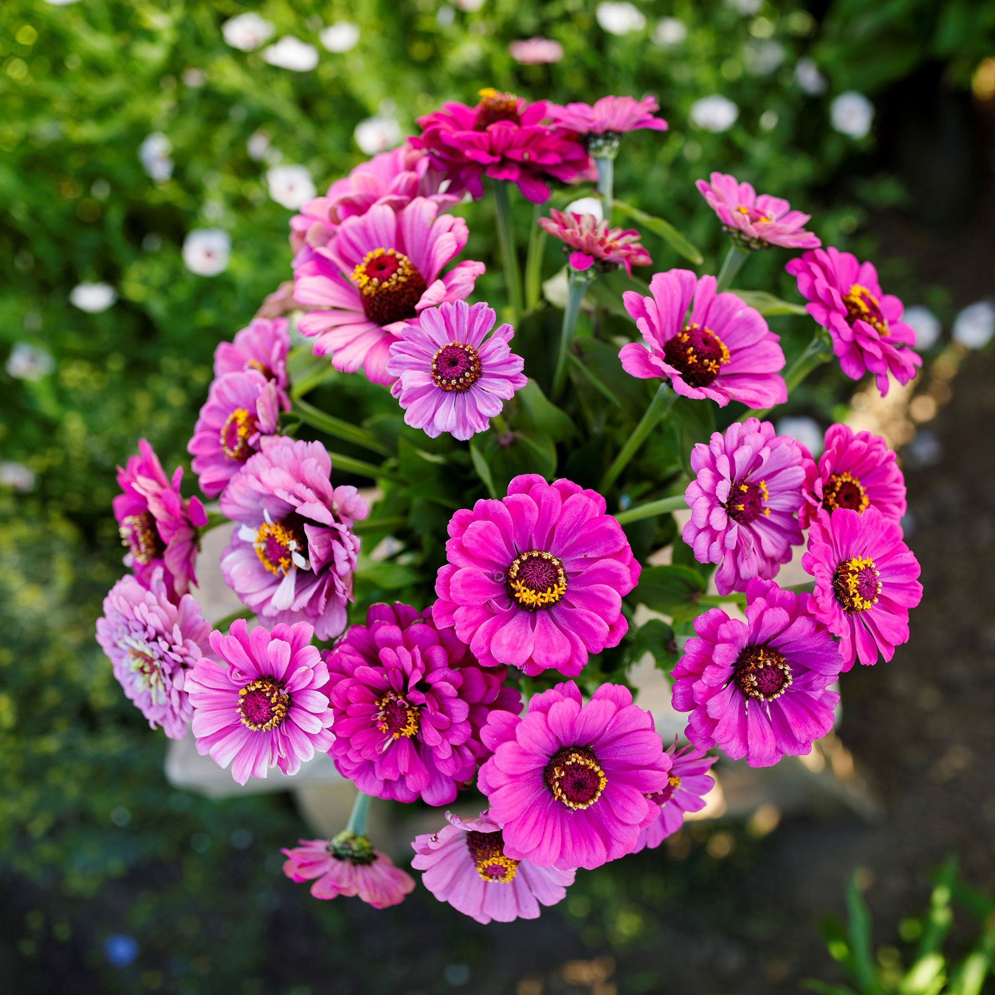 A cluster of Zinnia Dream flowers with yellow centers, arranged in a bouquet.