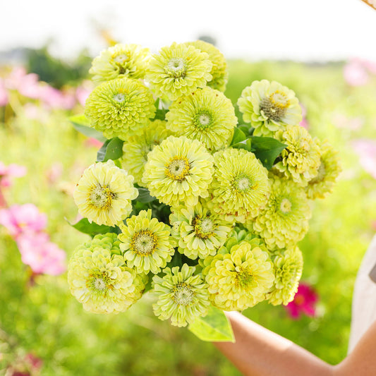 Unusual lime-green zinnia envy flowers in close-up on a blurred garden background