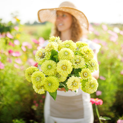 Vivid lime-green zinnia envy bloom with a soft blurred outdoor backdrop