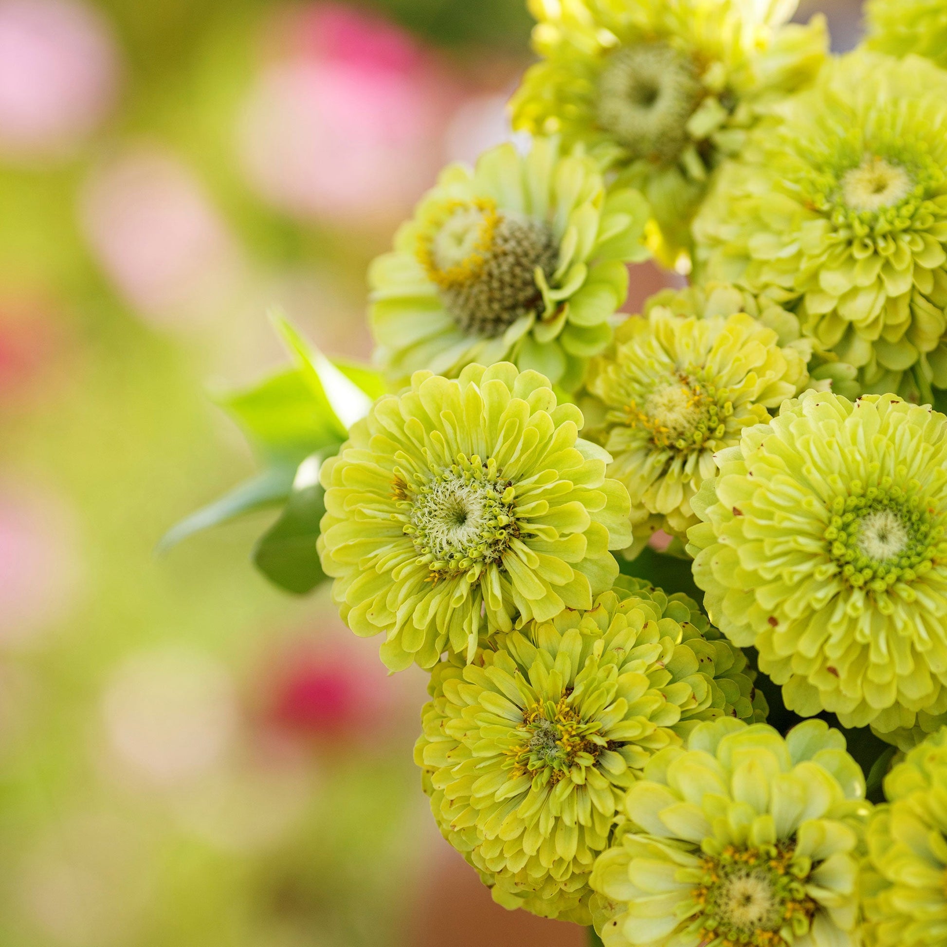 Lime-green zinnia envy flowers with dense petals on a natural garden background