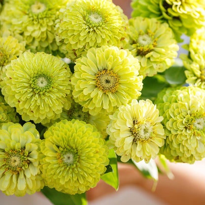 Vibrant lime-green zinnia envy flowers on a soft blurred natural backdrop