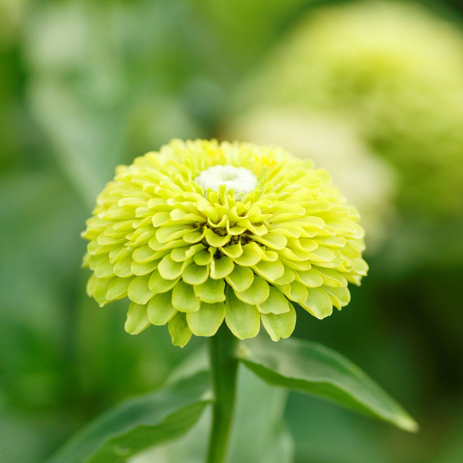 Close-up of zinnia envy flower in unique lime-green tones on a garden background