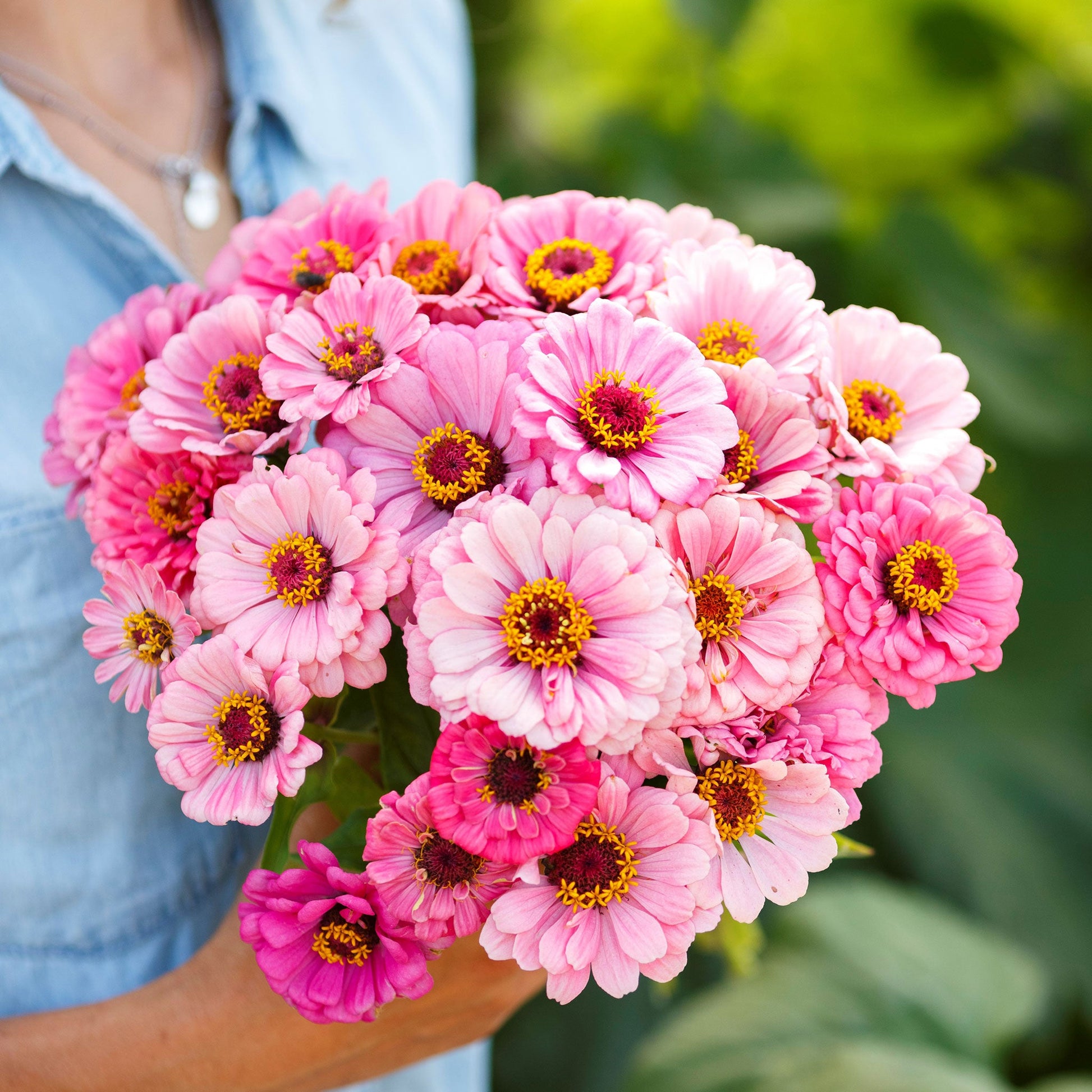 Close-up of vibrant zinnia exquisite flower in pink tones on a soft green background