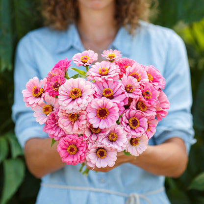 Vibrant pink zinnia exquisite flower in close-up against a blurred green backdrop