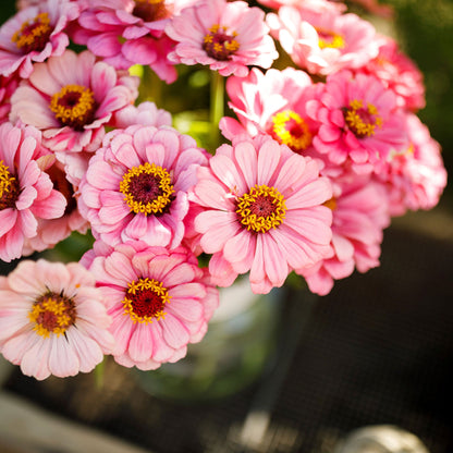 Cluster of deep pink zinnia exquisite flowers in full bloom on a garden background