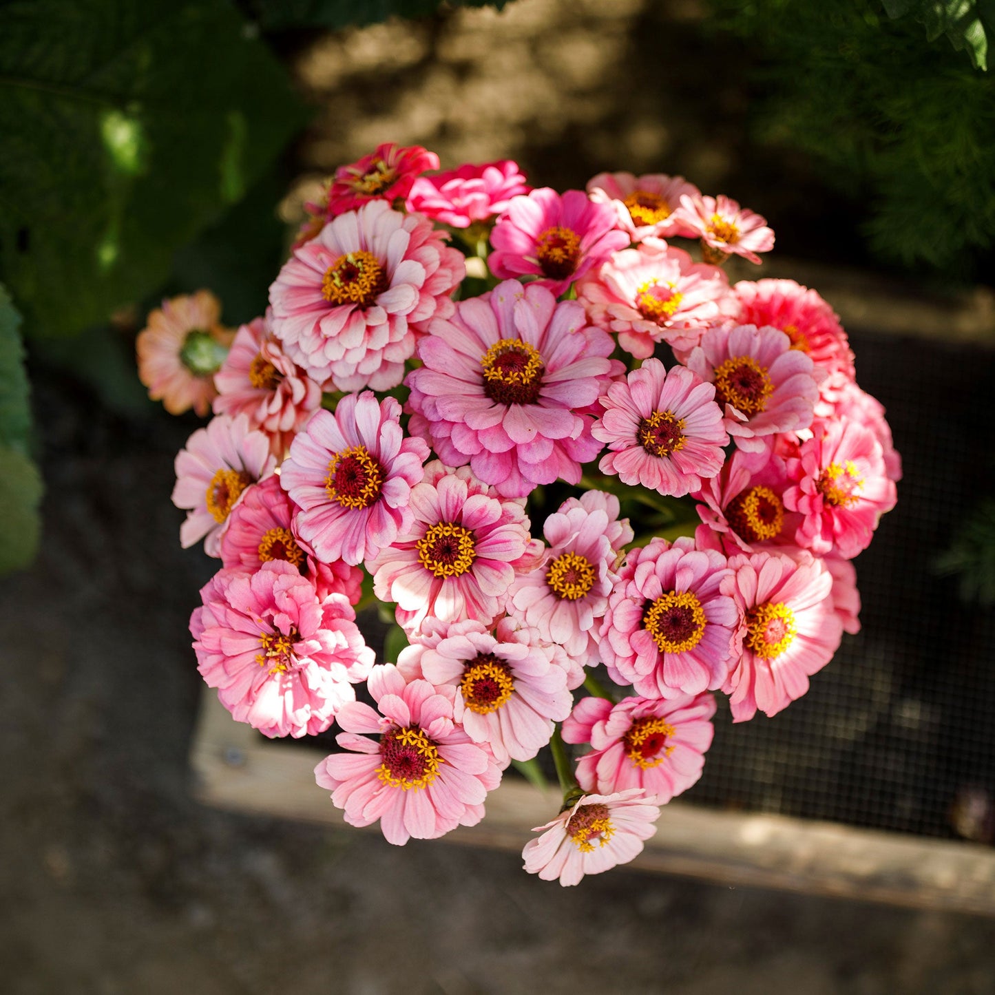 Bold pink zinnia exquisite bloom in close-up on a blurred natural garden background