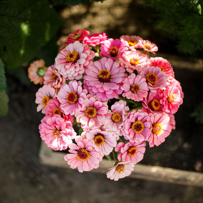 Bold pink zinnia exquisite bloom in close-up on a blurred natural garden background