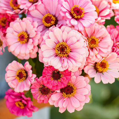 Soft pink zinnia exquisite flower with layered petals on a green garden backdrop
