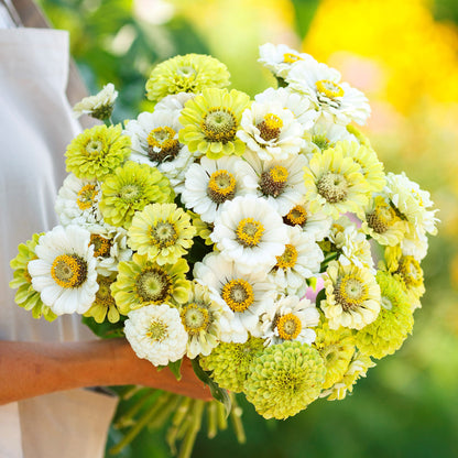 Vibrant mix of zinnia fresh mix flowers in soft colors on a bright garden backdrop