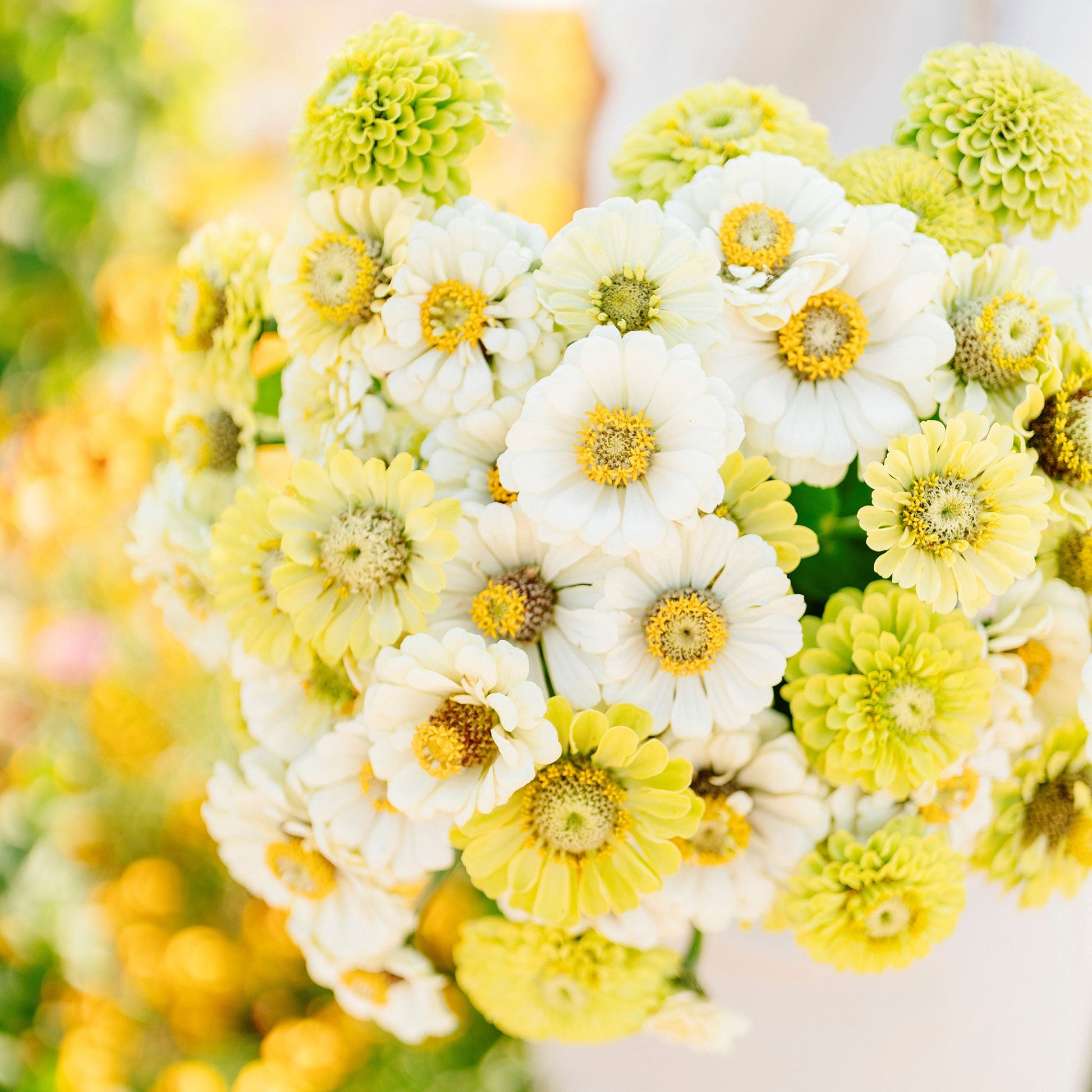 Vibrant multicolored zinnia fresh mix flowers on a natural outdoor garden backdrop