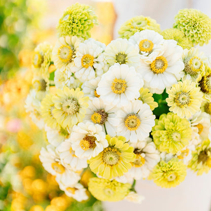 Vibrant multicolored zinnia fresh mix flowers on a natural outdoor garden backdrop
