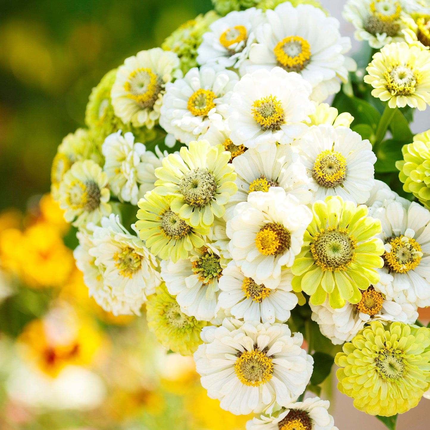 Vibrant assortment of zinnia fresh mix flowers in soft tones on a garden backdrop