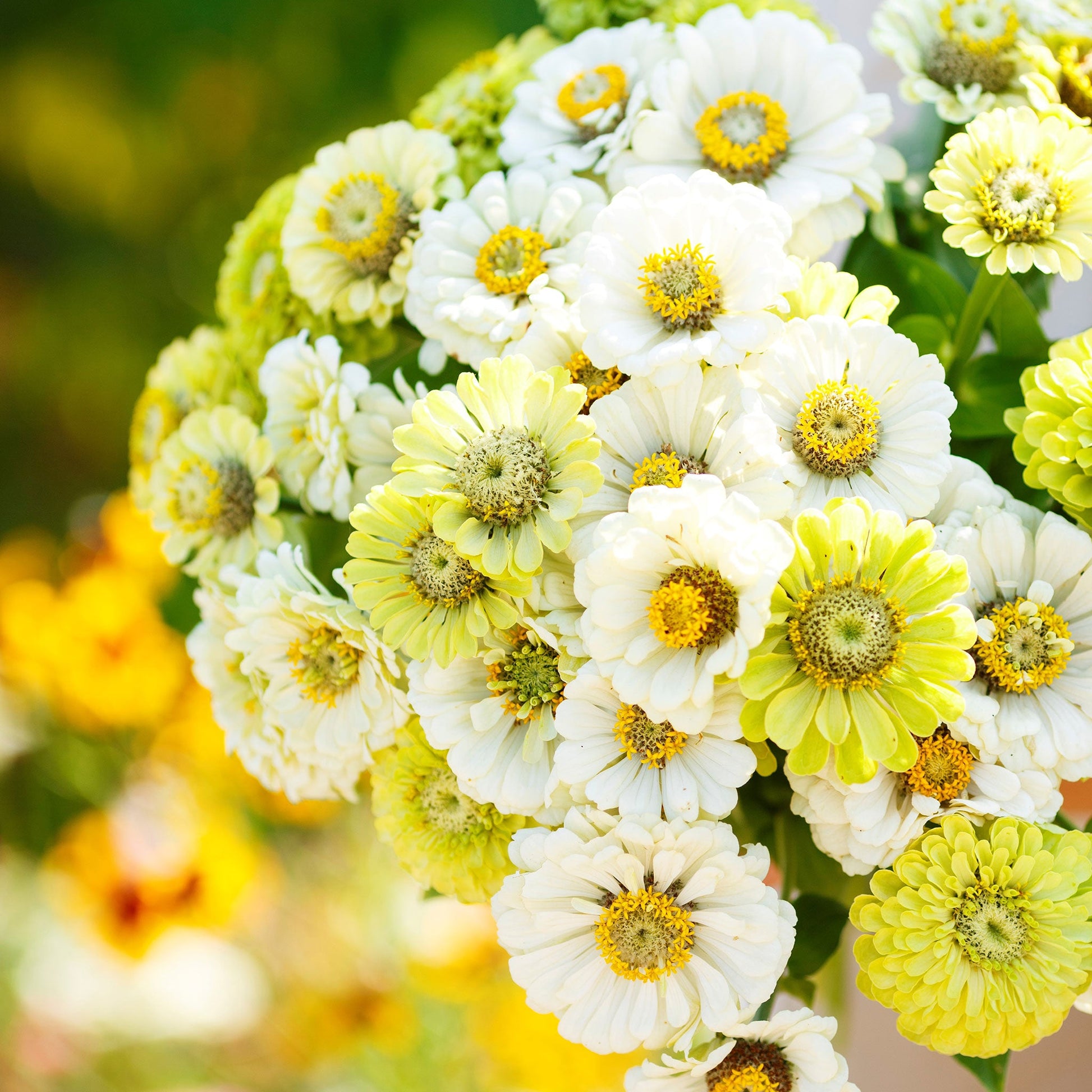 Vibrant assortment of zinnia fresh mix flowers in soft tones on a garden backdrop