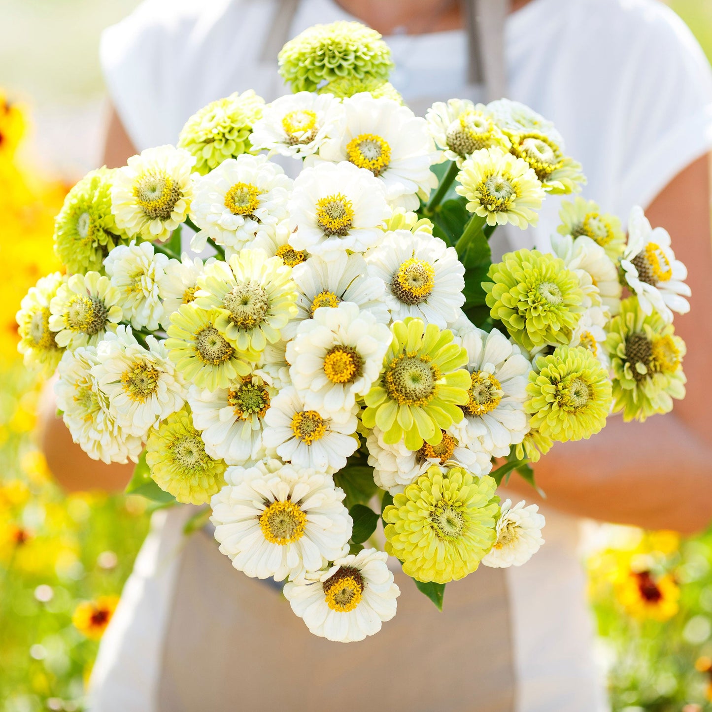 Vibrant zinnia fresh mix flowers in white cream and yellow on a garden backdrop