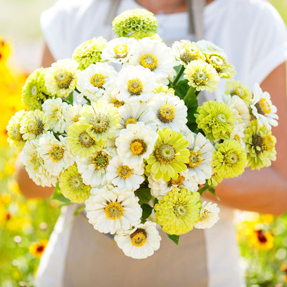 Vibrant zinnia fresh mix flowers in white cream and yellow on a garden backdrop