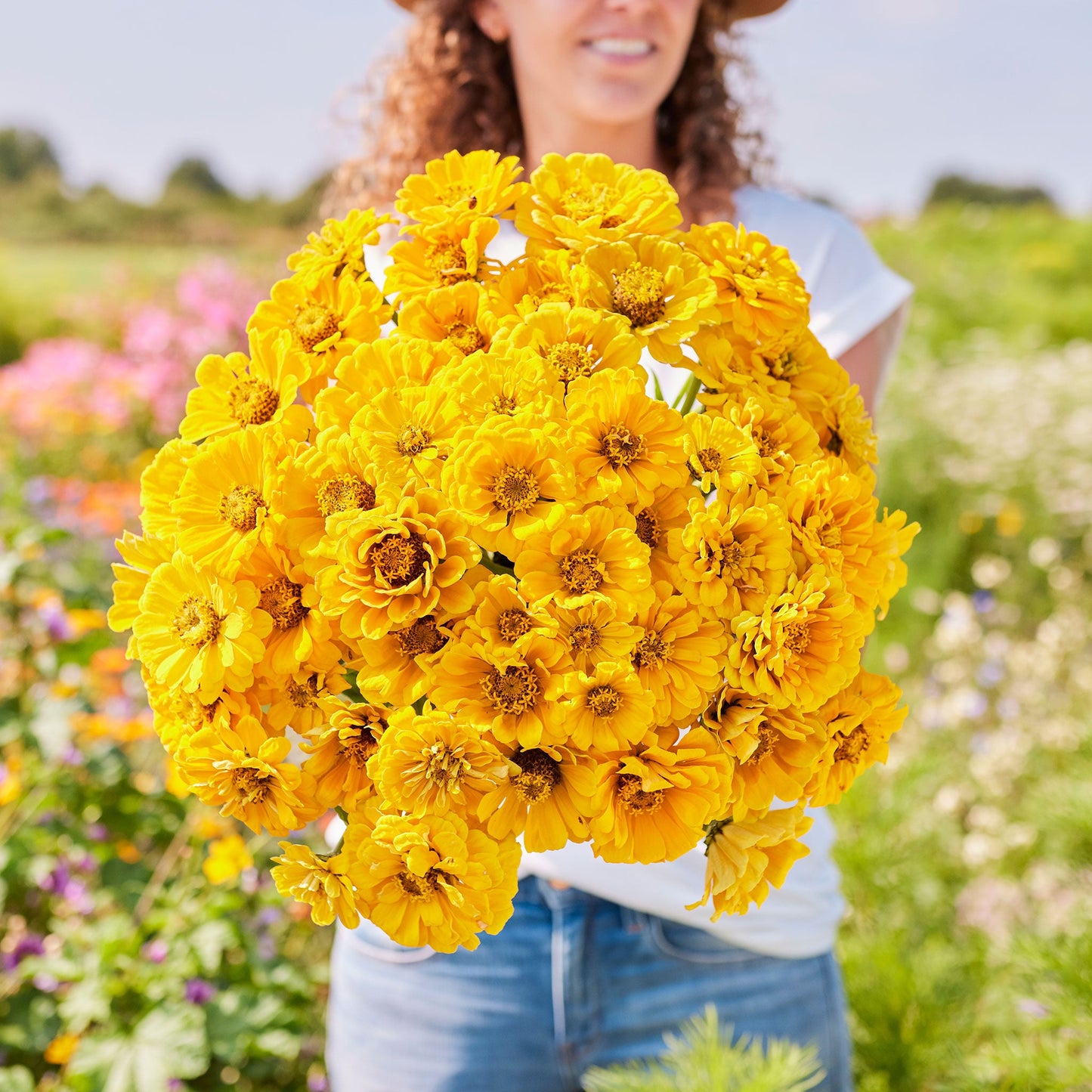 Cluster of vibrant yellow zinnia golden state flowers on a bright sunny garden backdrop