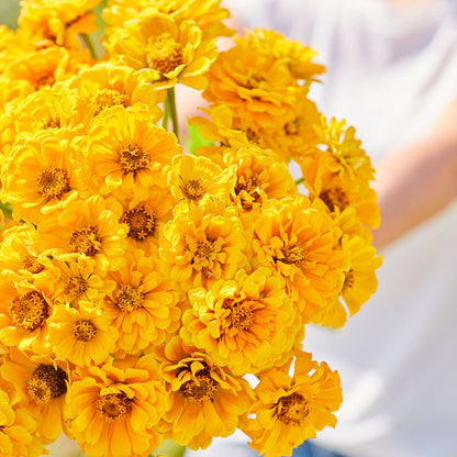 Bright yellow zinnia golden state cluster in close-up on a natural green background