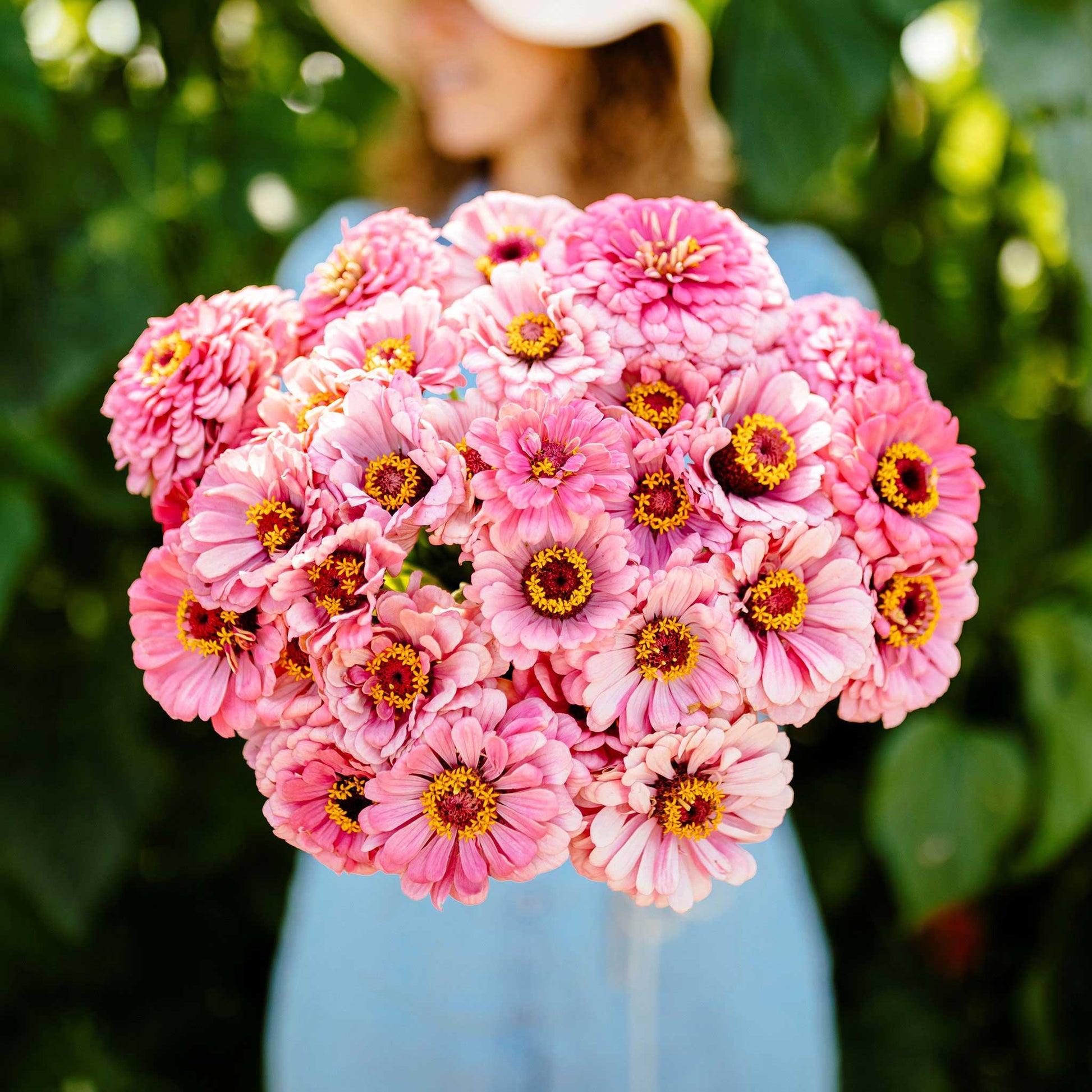 Pale yellow illumination zinnia flowers in close-up on a soft green garden backdrop