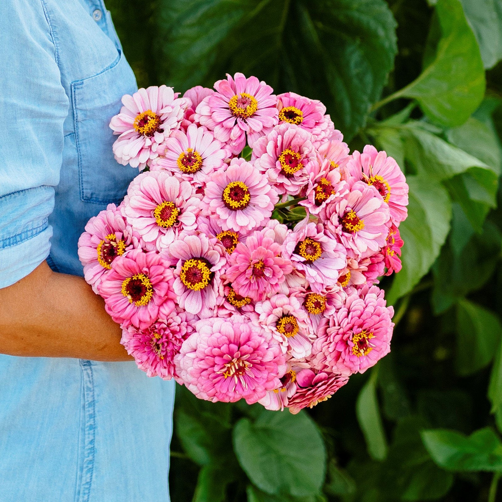 Vibrant illumination zinnia blooms in pink and yellow on a natural garden background