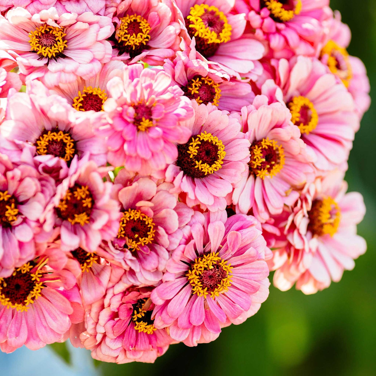Close-up of vibrant pink illumination zinnia flowers on a natural garden background