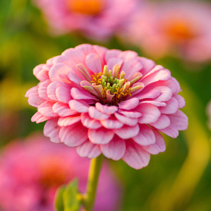 Bold pink illumination zinnia flower with layered petals on a green outdoor backdrop