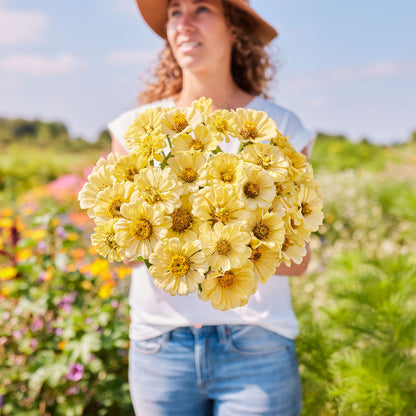 Pale yellow zinnia isabellina flowers in full bloom on a sunny outdoor backdrop