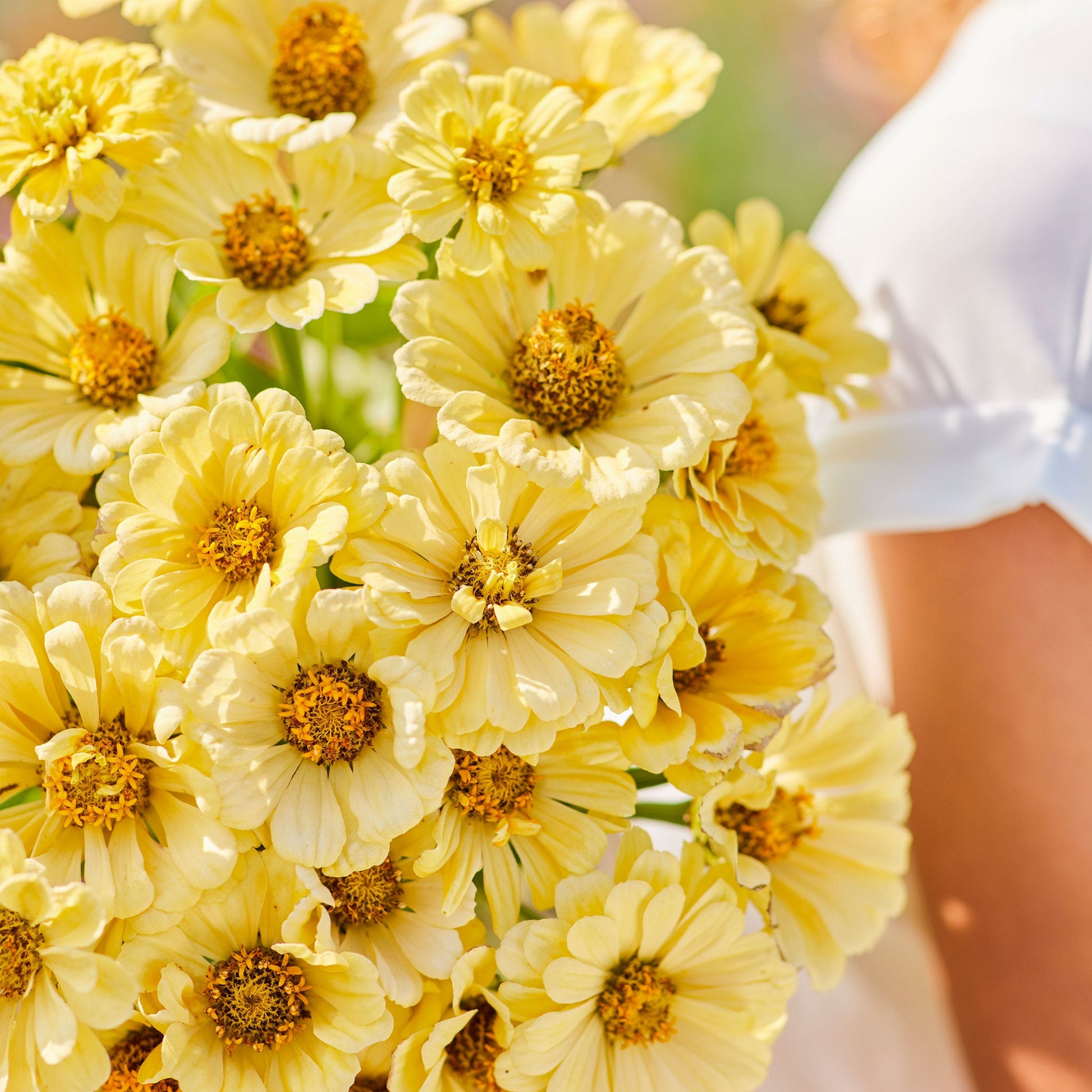 Grouping of soft yellow zinnia isabellina blooms on a light green garden background