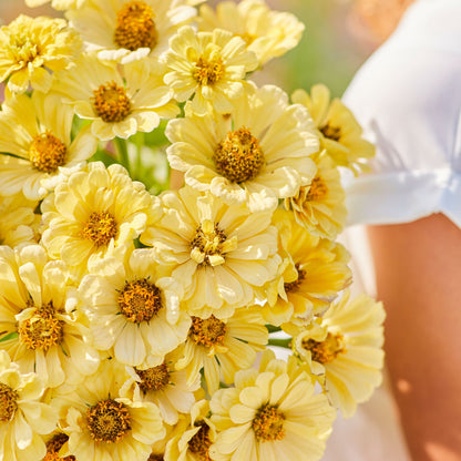 Grouping of soft yellow zinnia isabellina blooms on a light green garden background