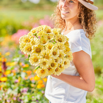 Light yellow zinnia isabellina flowers in close-up on a natural garden background
