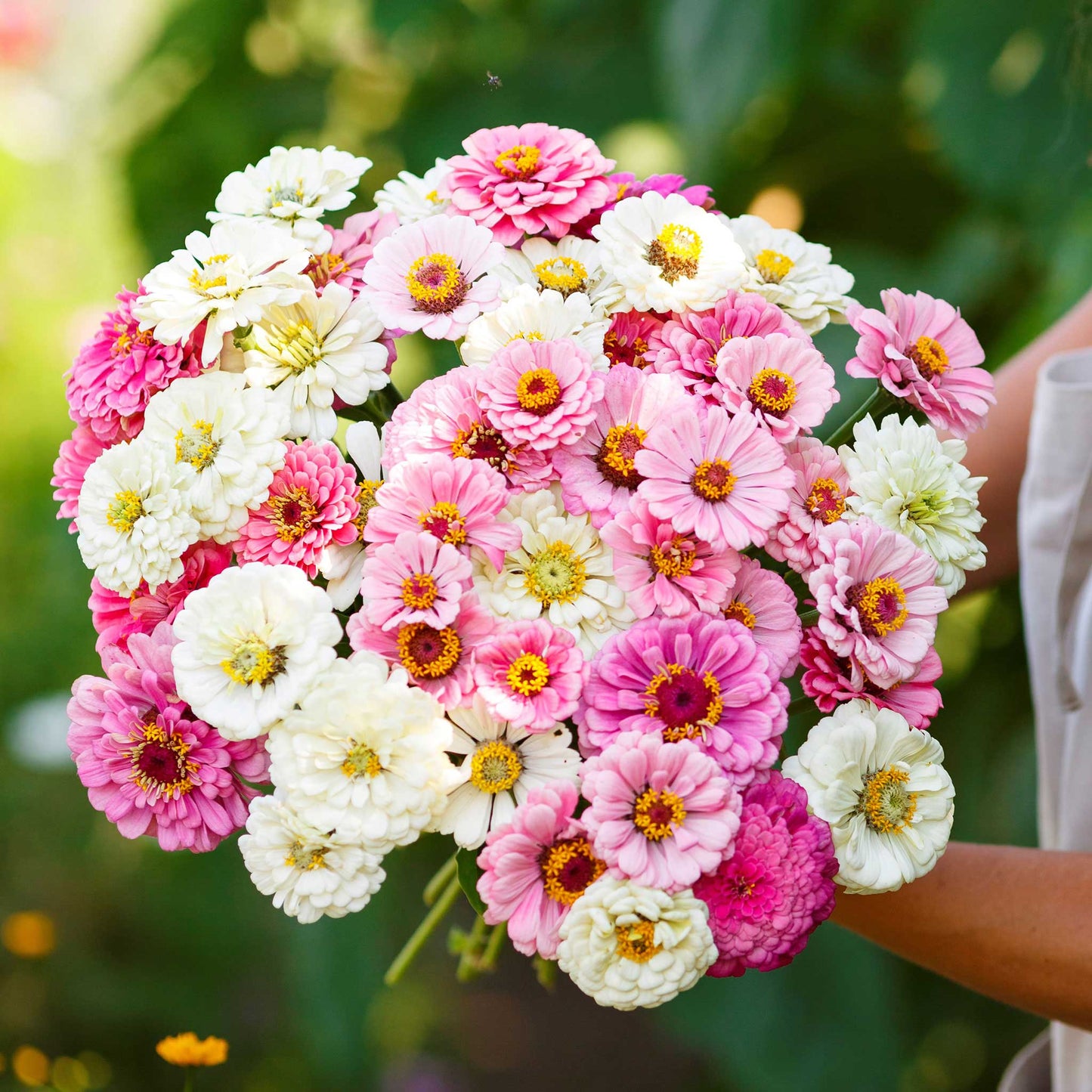 Fully bloomed zinnia romantic mix flowers in soft pink and white on a garden backdrop