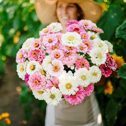 Soft pink zinnia romantic mix blooms in a natural outdoor garden setting