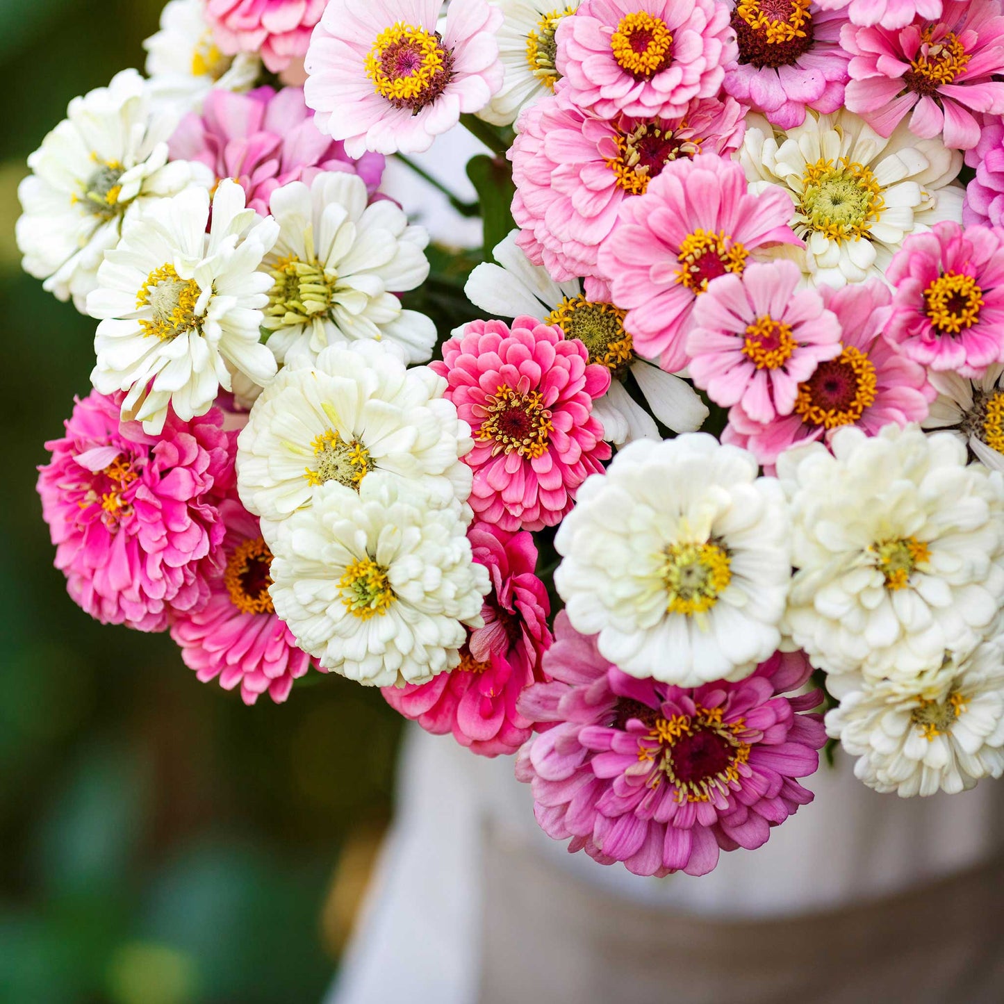 Vivid pink and red zinnia romantic mix flowers on a natural outdoor garden backdrop