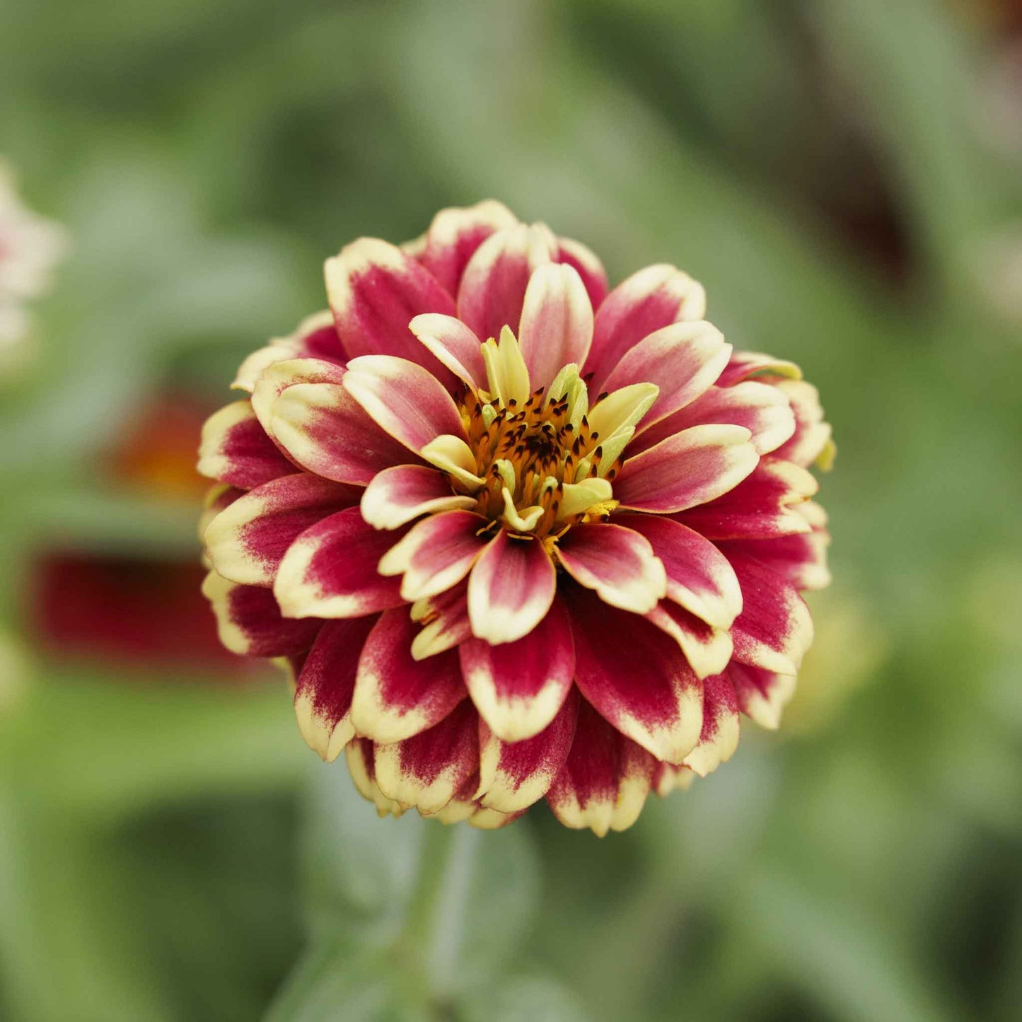 Colorful zinnia jazzy mix flowers with bi-colored petals on a natural garden backdrop