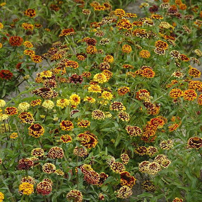 Vibrant mix of small, bicolored burgundy, red, and yellow semi-double jazzy mix zinnias on green stems.