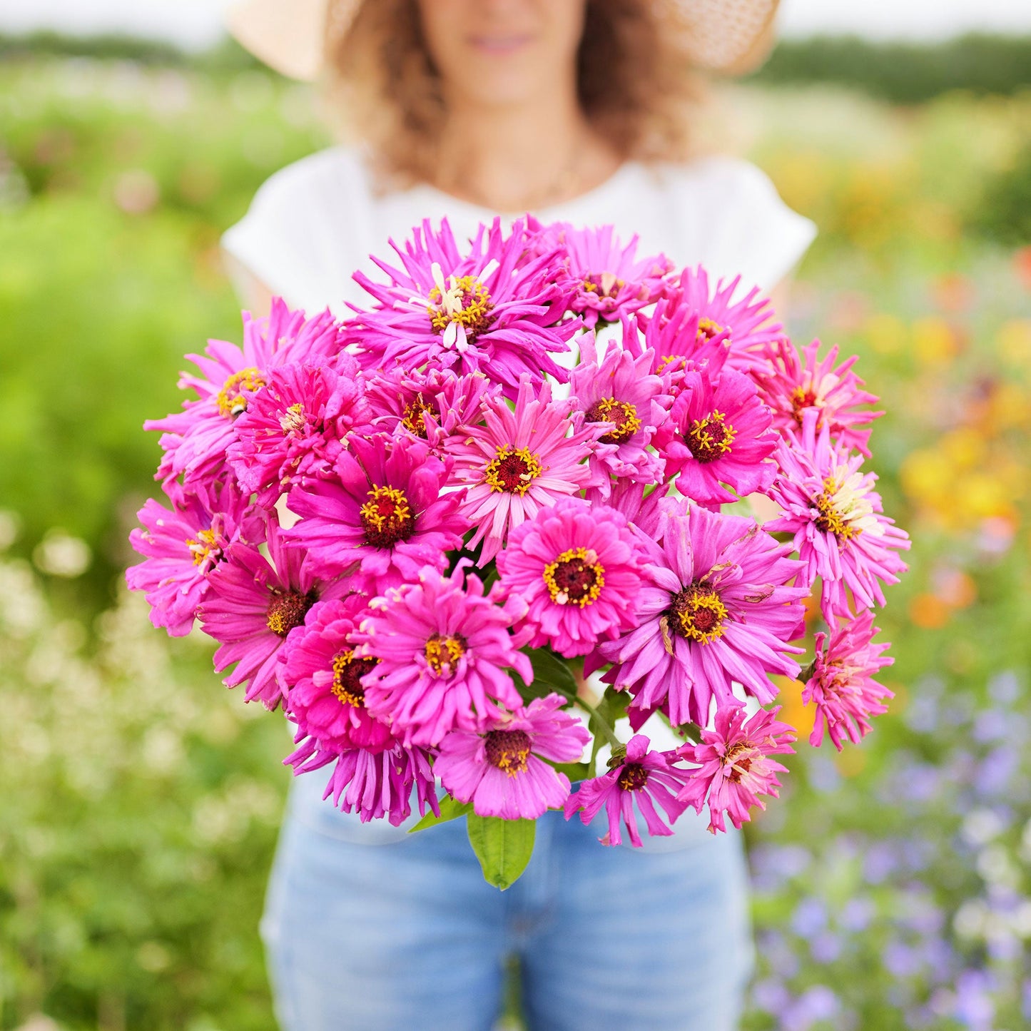 Vibrant lilac emperor super cactus zinnia flowers on a bright outdoor background