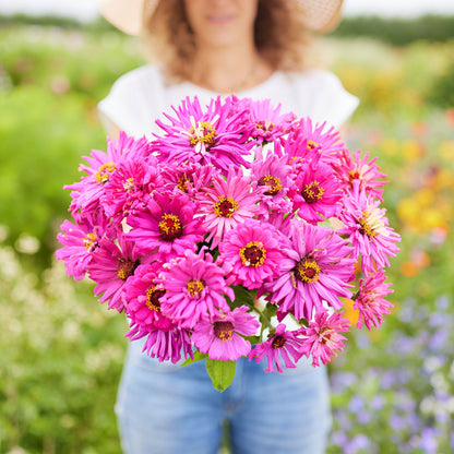 Vibrant lilac emperor super cactus zinnia flowers on a bright outdoor background