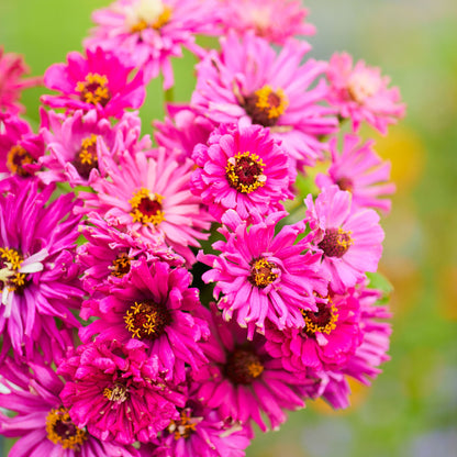 Cluster of lilac emperor super cactus zinnia flowers on a bright garden backdrop