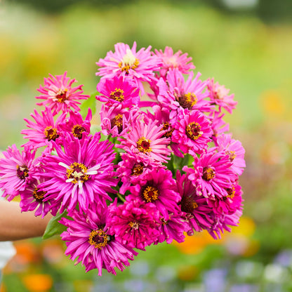 Close-up of lilac emperor super cactus zinnia in bright pink on a garden backdrop