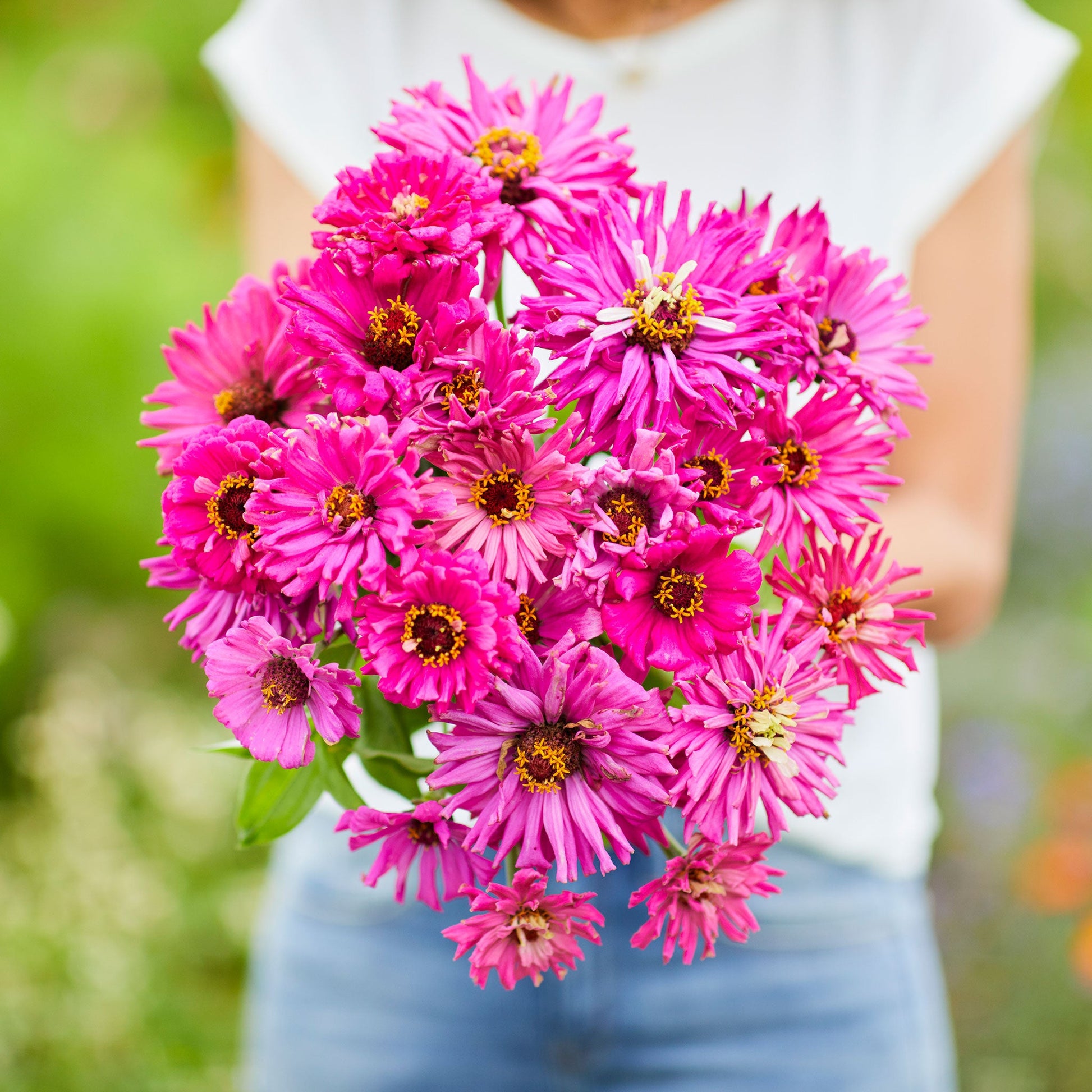 Spiky lilac emperor super cactus zinnia bloom in pink on a natural garden backdrop