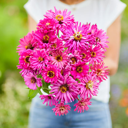 Spiky lilac emperor super cactus zinnia bloom in pink on a natural garden backdrop