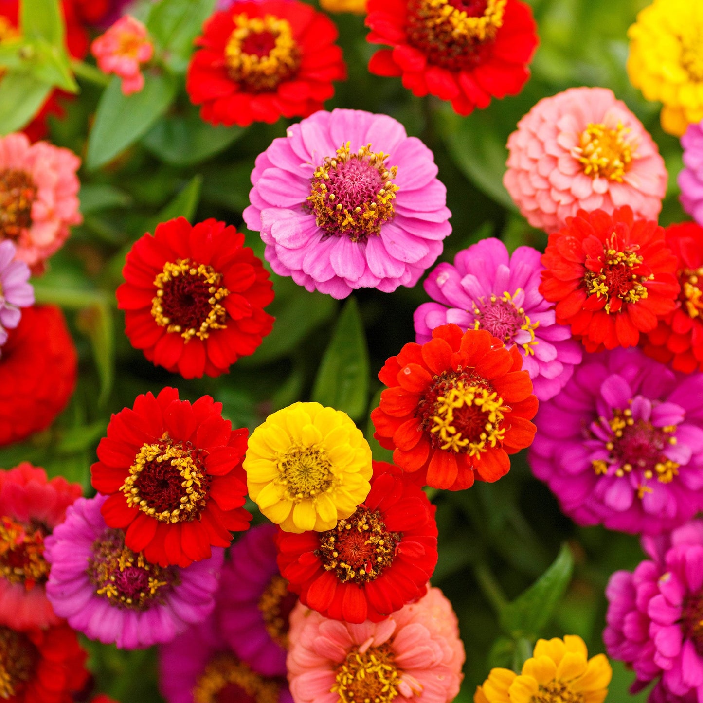 Close-up of small colorful zinnia lilliput flowers on a natural garden background