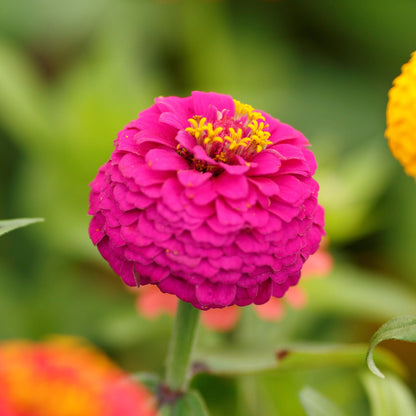 Small colorful zinnia lilliput blooms in soft tones on a blurred garden backdrop