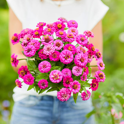 Person holding a bouquet of lilliput purple zinnia flowers in a field