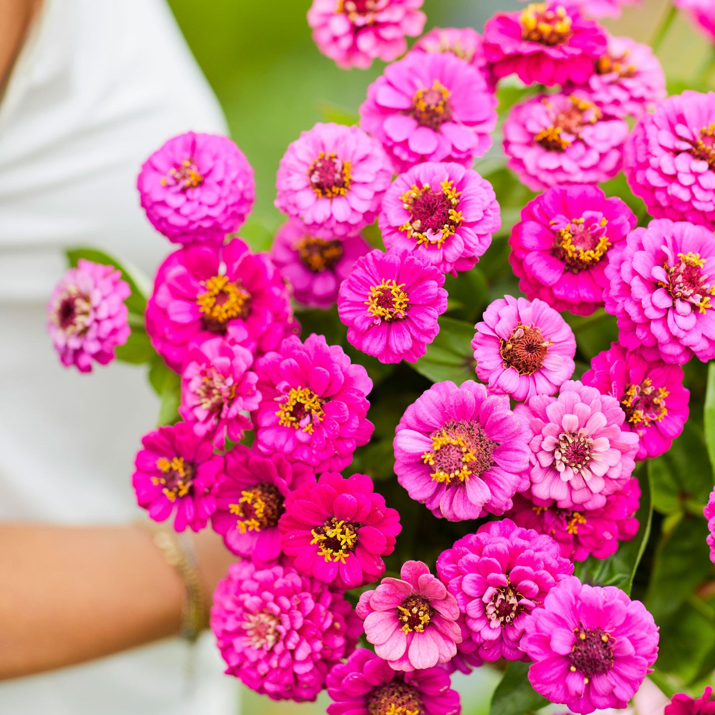 Person holding a bouquet of lilliput purple zinnia flowers in a field