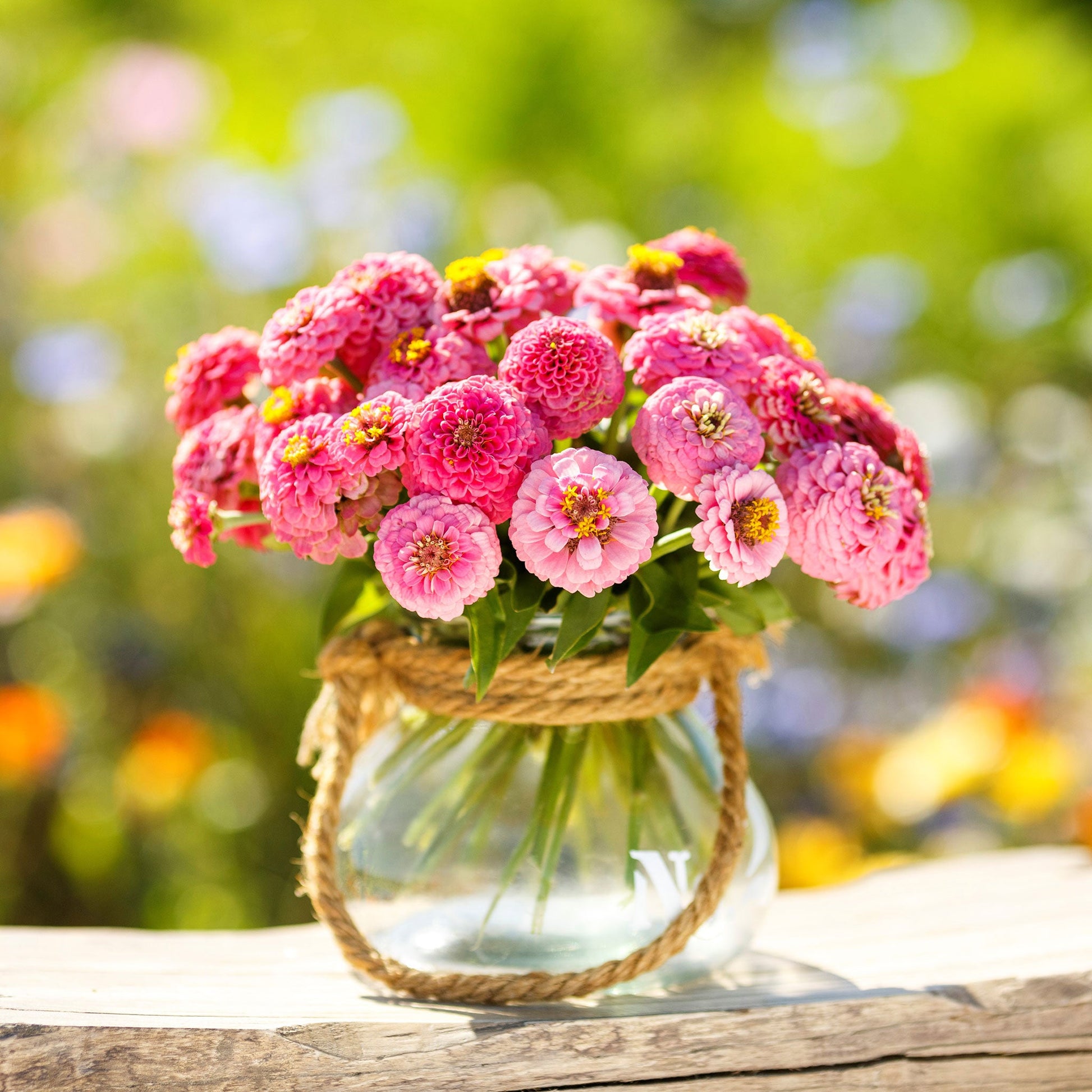Pink rose lilliput zinnia flower in full bloom on a natural outdoor garden backdrop