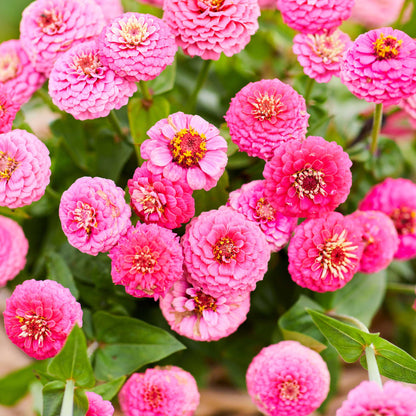 Rose-colored rose lilliput zinnia bloom in close-up on a natural garden background
